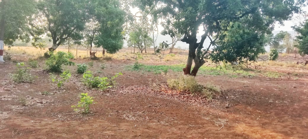 6 Acre Premium Agriculture Land Available In Adiwasiwadi [Dhankanhe] Raigad
